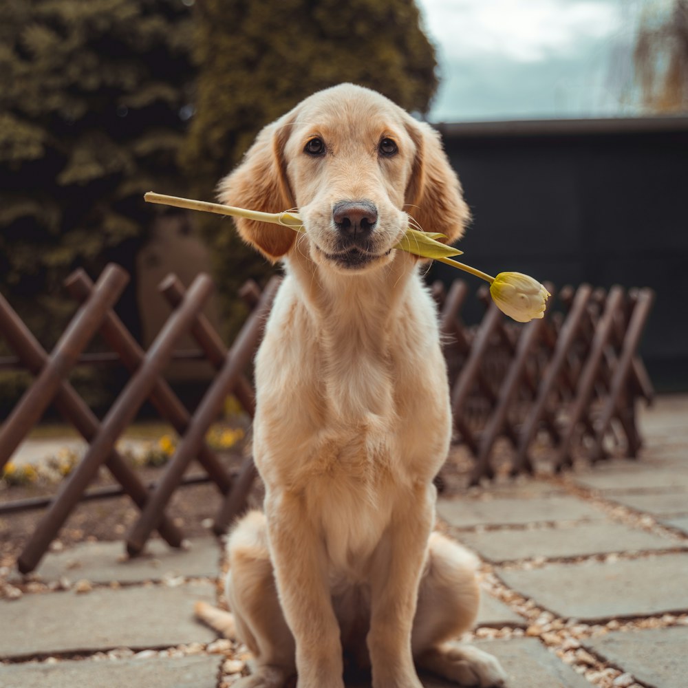 Golden retriever sitting outdoors with a flowering branch